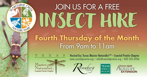 FREE Insect Hike