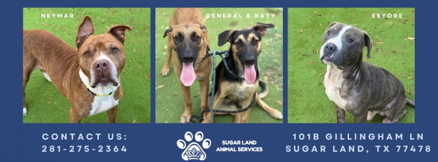 PetSmart Adoption Event