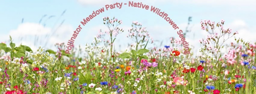 Pollinator Meadow Party-- Native Wildflower Seeding
