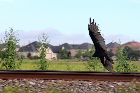 Bird at Sugar Land Train Tracks